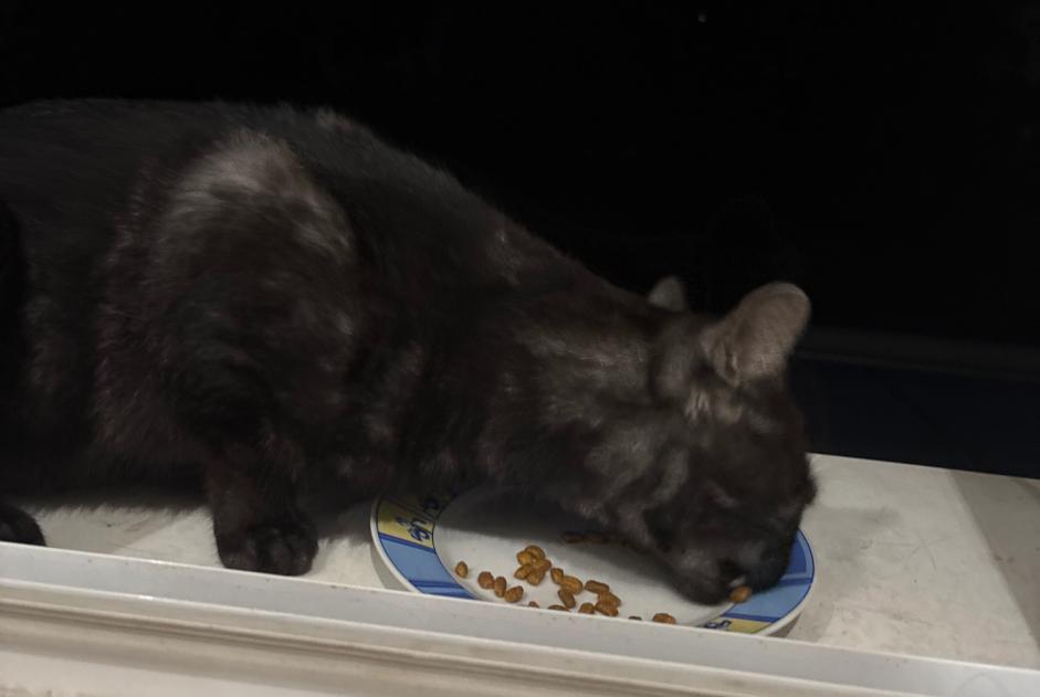 Discovery alert Cat Male BN Germany