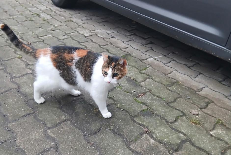 Alerta descoberta Gato Desconhecido Berlin Germany Alerta descoberta Gato Desconhecido Berlin Germany